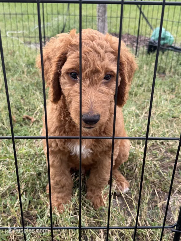 Rex – Goldendoodle puppy for sale in Seffner, FL