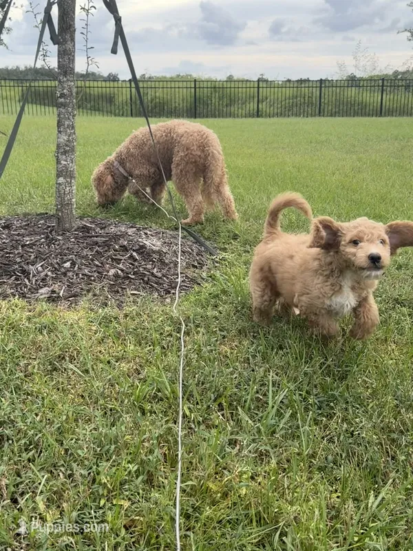 Waffle – Goldendoodle puppy for sale in Seffner, FL
