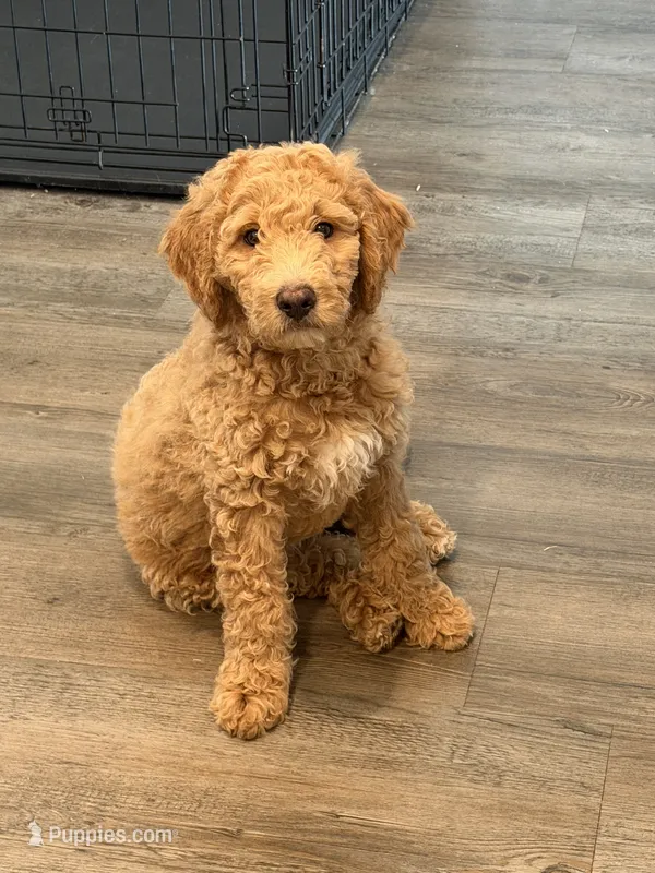 Duke  – Goldendoodle puppy for sale in Seffner, FL