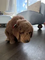 Winston, a male Goldendoodle for sale in Seffner, FL – 4 of 7