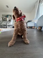 Winston, a male Goldendoodle for sale in Seffner, FL – 7 of 7