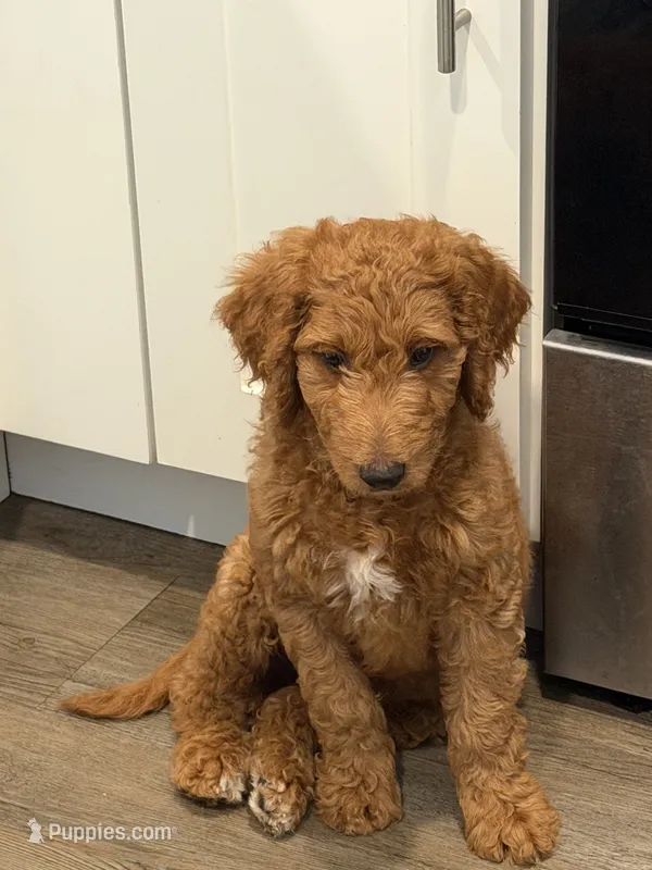 Rex – Goldendoodle puppy for sale in Seffner, FL