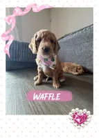 Waffle, a female Goldendoodle for sale in Seffner, FL – 2 of 6
