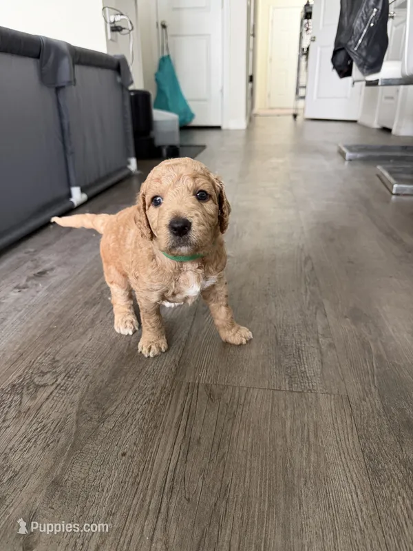 Biscuit – Goldendoodle puppy for sale in Seffner, FL