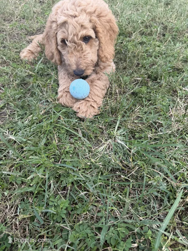 Biscuit – Goldendoodle puppy for sale in Seffner, FL