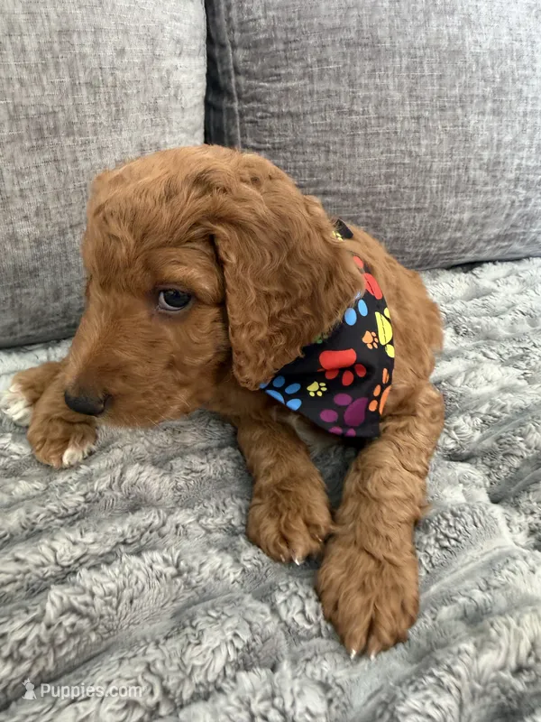 Rex – Goldendoodle puppy for sale in Seffner, FL