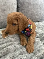Rex, a male Goldendoodle for sale in Seffner, FL – 1 of 5