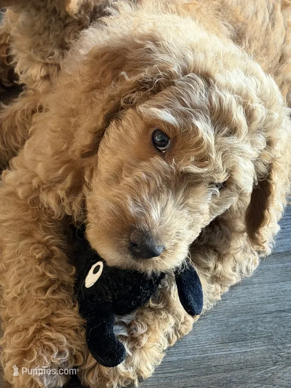 Winston – Goldendoodle puppy for sale in Seffner, FL