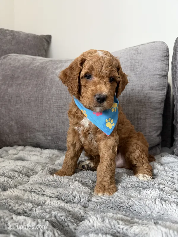 Scout  – Goldendoodle puppy for sale in Seffner, FL