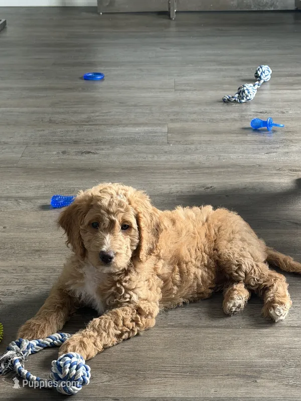 Waffle – Goldendoodle puppy for sale in Seffner, FL