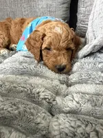 Scout , a male Goldendoodle for sale in Seffner, FL – 2 of 4