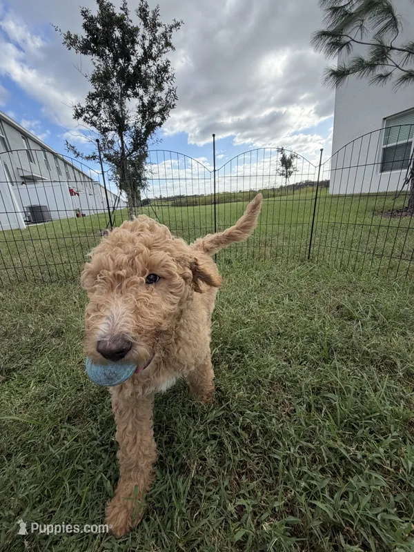 Duke  – Goldendoodle puppy for sale in Seffner, FL