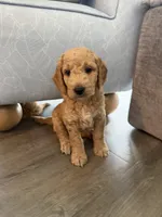 Biscuit, a male Goldendoodle for sale in Seffner, FL – 2 of 3