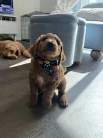 Rex, a male Goldendoodle for sale in Seffner, FL – 4 of 5