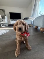 Winston, a male Goldendoodle for sale in Seffner, FL – 6 of 7