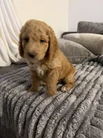 Waffle, a female Goldendoodle for sale in Seffner, FL – 5 of 6