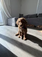 Rex, a male Goldendoodle for sale in Seffner, FL – 5 of 5