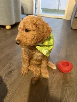 Duke , a male Goldendoodle for sale in Seffner, FL – 3 of 3