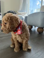 Winston, a male Goldendoodle for sale in Seffner, FL – 5 of 7