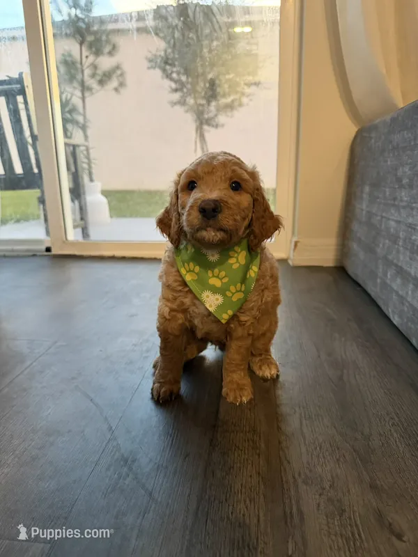Duke  – Goldendoodle puppy for sale in Seffner, FL