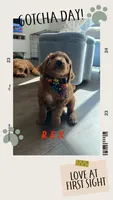 Rex, a male Goldendoodle for sale in Seffner, FL – 3 of 5