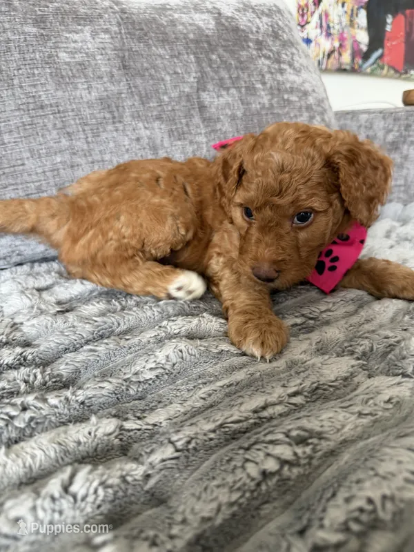 Pixie – Goldendoodle puppy for sale in Seffner, FL