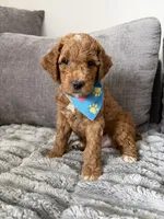 Scout , a male Goldendoodle for sale in Seffner, FL – 3 of 4