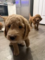 Waffle, a female Goldendoodle for sale in Seffner, FL – 3 of 6