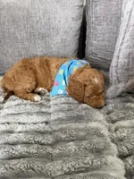 Scout , a male Goldendoodle for sale in Seffner, FL – 4 of 4
