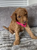Pixie, a female Goldendoodle for sale in Seffner, FL – 3 of 4