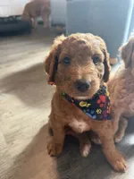 Rex, a male Goldendoodle for sale in Seffner, FL – 2 of 5