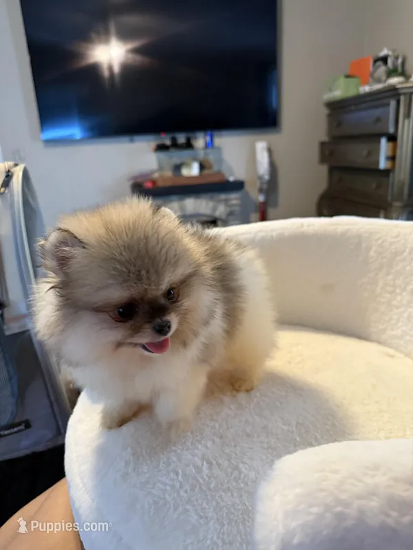 AKC Minnie – Pomeranian puppy for sale in Murrieta, CA