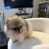 AKC Minnie, a female Pomeranian for sale in Murrieta, CA – 1 of 7