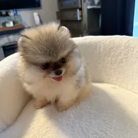 AKC Minnie, a female Pomeranian for sale in Murrieta, CA – 6 of 7