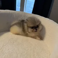 AKC Minnie, a female Pomeranian for sale in Murrieta, CA – 7 of 7