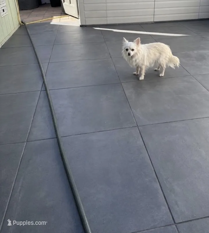 Inka – Pomeranian puppy for sale in Murrieta, CA