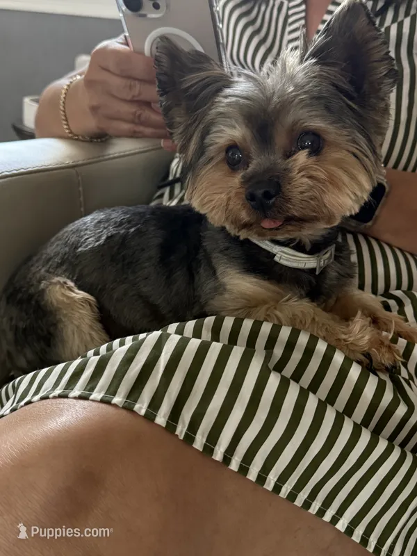 Chato – Yorkshire Terrier puppy for sale in Murrieta, CA