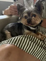 Chato, a male Yorkshire Terrier for sale in Murrieta, CA – 1 of 1