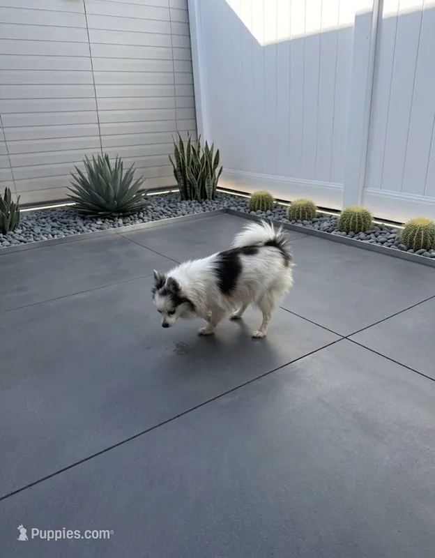 Bingo – Pomeranian puppy for sale in Murrieta, CA