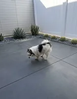 Bingo, a female Pomeranian for sale in Murrieta, CA – 1 of 2