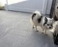 Bingo, a female Pomeranian for sale in Murrieta, CA – 2 of 2