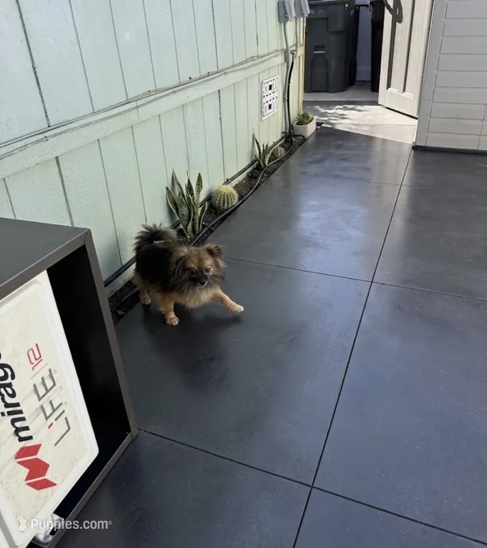 Akc Russo – Pomeranian puppy for sale in Murrieta, CA