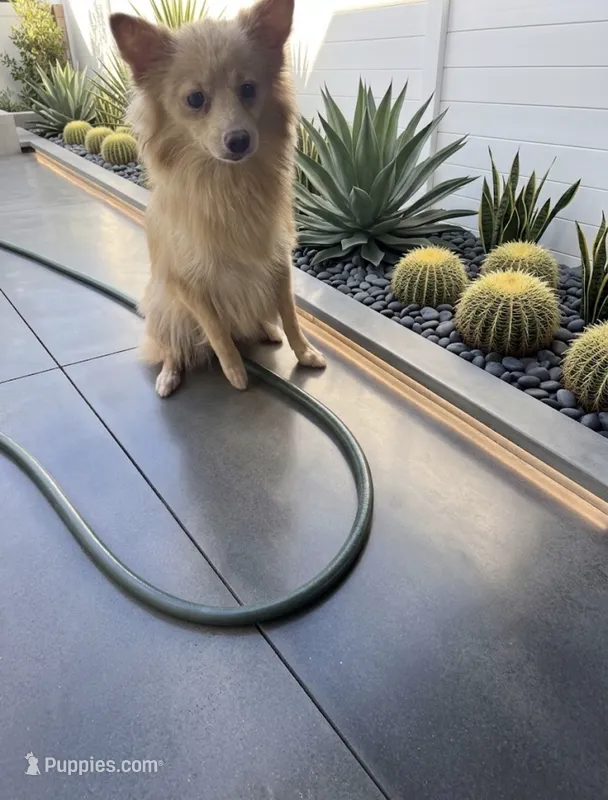 Gigi – Pomeranian puppy for sale in Murrieta, CA
