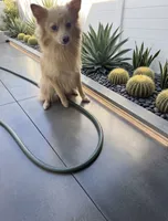 Gigi, a female Pomeranian for sale in Murrieta, CA – 1 of 1