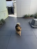 Akc Russo, a female Pomeranian for sale in Murrieta, CA – 2 of 3