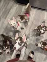 Cliff, a male Alaskan Malamute and Alaskan Husky for sale in Austin, TX – Photo 2 of 3