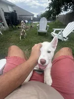 Cliff, a male Alaskan Malamute and Alaskan Husky for sale in Austin, TX – Photo 3 of 3