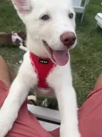 Cliff, a male Alaskan Malamute and Alaskan Husky for sale in Austin, TX – Photo 1 of 3