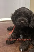 Red, a female Cockapoo for sale in Blue Mountain, MS – 2 of 4