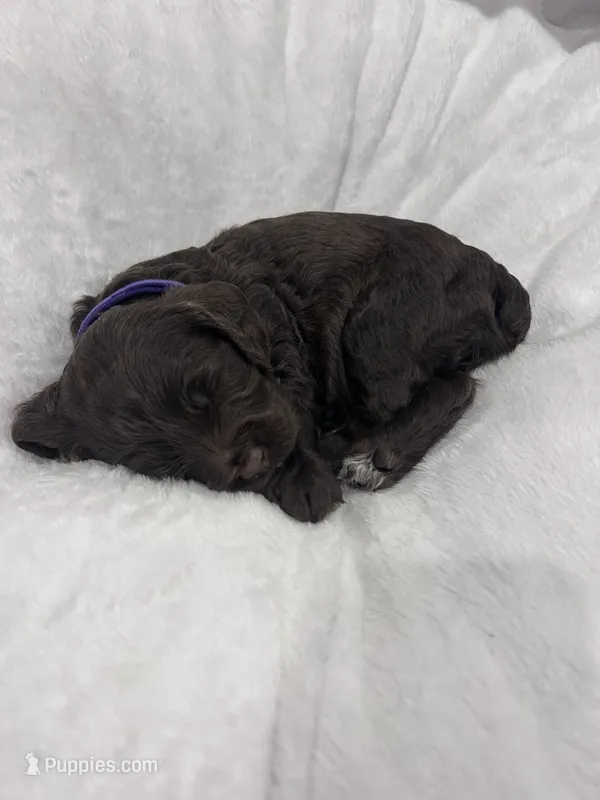 Purple – Cockapoo puppy for sale in Blue Mountain, MS